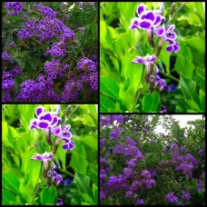 China Doll Indoor/Outdoor x 1 Plants Duranta repens Purple/White flowering Evergreen Hard Balcony Courtyard Ornamental Garden pot